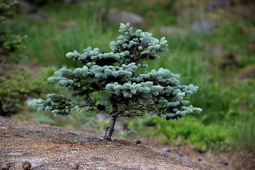 Image showing decorative coniferous tree 