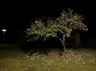 Image showing apple tree in autumn in the garden at night and fallen apples