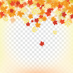 Image showing Maple leaves on transparency grid