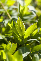 Image showing young foliage of trees