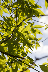 Image showing tree foliage