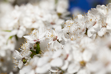 Image showing spring cherry