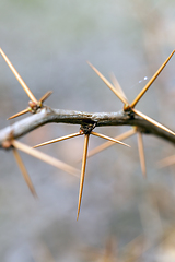 Image showing sharp spines