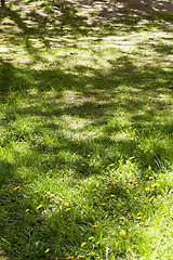 Image showing glade with green grass