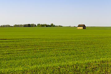 Image showing grass or cereals,