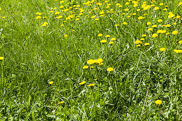 Image showing spring meadow