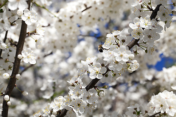 Image showing white petals of cherries