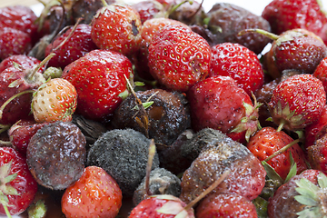 Image showing rot ripe strawberries