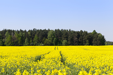 Image showing flowering rape