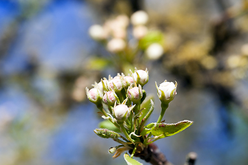 Image showing apple tree