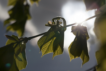 Image showing deciduous trees