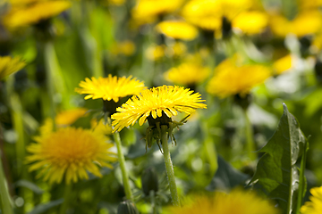 Image showing yellow dandelion flowers