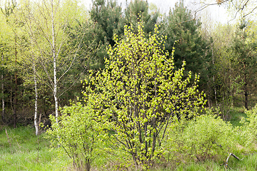 Image showing mixed forest