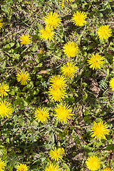 Image showing beautiful yellow dandelion