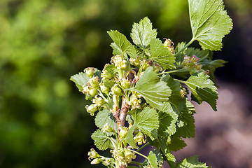 Image showing currant shoots