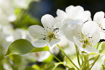 Image showing pear flowers