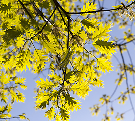 Image showing young oak