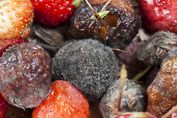 Image showing red ripe strawberries