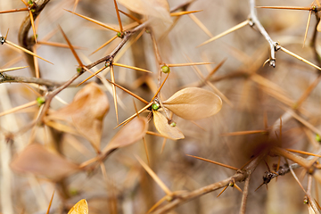 Image showing branches of a plant