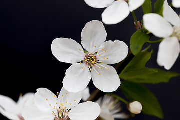 Image showing cherry blossom