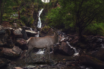 Image showing Maral on the waterfall in Altai Mountains