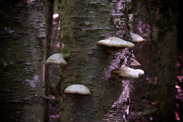 Image showing medicinal polypore mushrooms growing on yellow birch tree in new