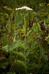 Image showing medicinal yarrow plant in woods with white flowers