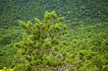 Image showing scotch pine in foreground with tree covered mountain behind