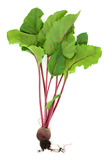Image showing Beetroot Plant with Root Ball Organic Vegetable