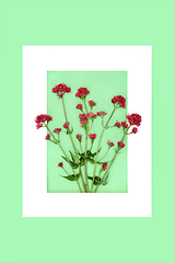 Image showing Red Valerian Herb Plant Background Border