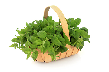 Image showing Lemon Balm Herb in a Wooden Garden Basket