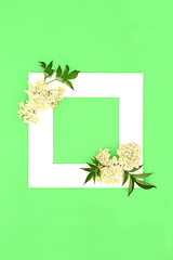 Image showing Elder Flower Plant Medicine Background Border 