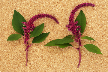 Image showing Amaranthus Plants and Seeds Background