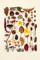 Image showing Autumn Nature Study with Leaves Flowers and Fruit