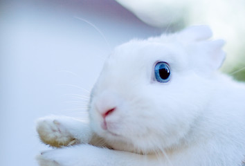 Image showing white bunny