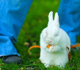 Image showing banny on green grass