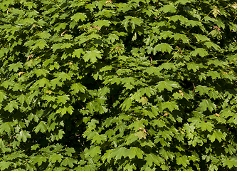 Image showing dense foliage of maple green