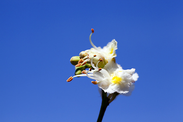 Image showing one chestnut flower