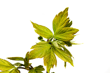 Image showing green foliage