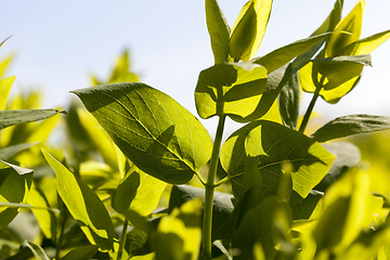 Image showing young tree foliage