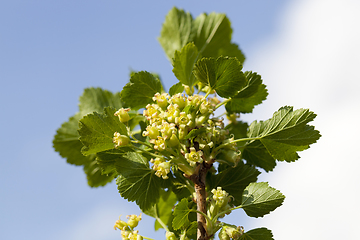 Image showing currant green flowers