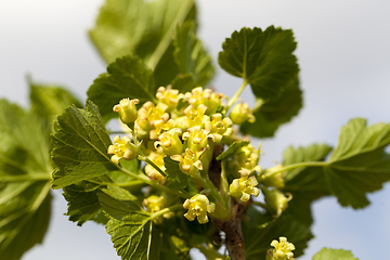 Image showing young currant