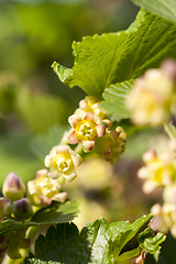 Image showing beautiful young currant