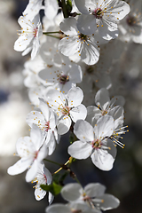 Image showing cherry blossoms