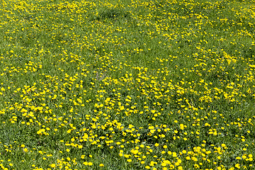 Image showing green grass