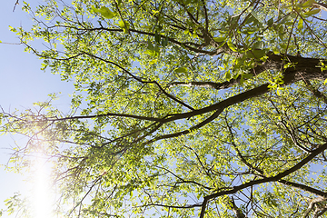 Image showing sunlit deciduous tree