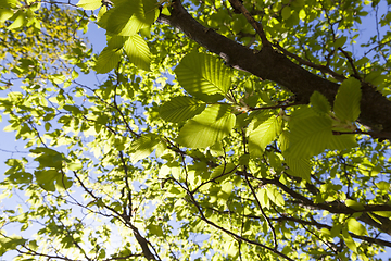 Image showing deciduous trees