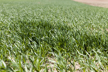 Image showing agricultural field