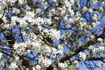 Image showing blooming apple tree