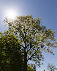 Image showing fresh oak foliage